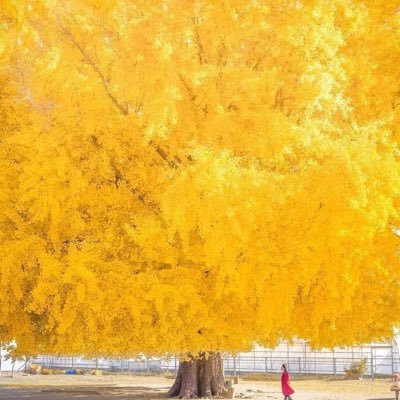 ssttintegated's profile picture. 