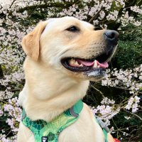 クッキー‎🐶 ‎🐾 (@ma__sa__k20721) 's Twitter Profile