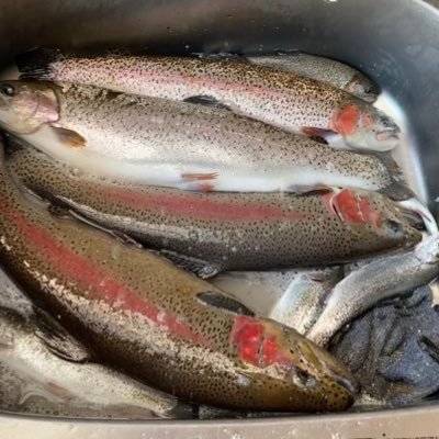 釣りと料理、園芸など、都度投稿します。
腕はないですが、美味しいターゲットを求めて釣りしてます。
管釣り(主にウキウキランド)、海釣り(シーバス、イカ、ロックフィッシュなど色々)
淡水と渓流は今のところやってないです。