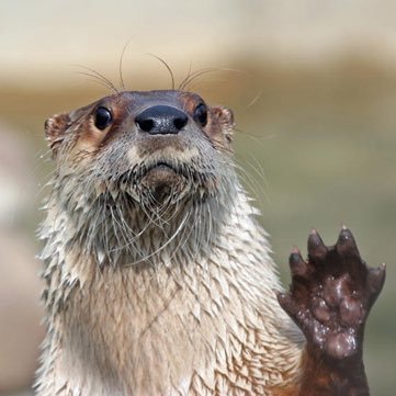 TheDeafTeacher's profile picture. Deaf K12 teacher & Deaf mom to a DeafAutistic kid. Sharing to defeat racism, audism, homophobia, anti-science ignorance, & sedition. 🌎🌱