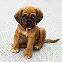 Dog Puppy Depot(@DepotPuppy) 's Twitter Profile Photo