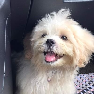 ArizGojo's profile picture. 