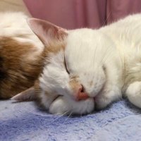 たまこ🐈（猫と陶芸🌱にゃんたま器 陶芸作家） (@nakajima713miho) 's Twitter Profile Photo