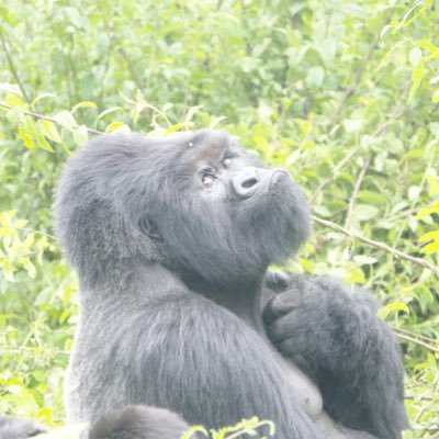 lchivall's profile picture. 🚴Bike fan