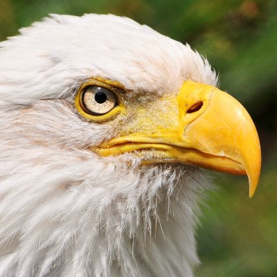 twitanonicon's profile picture. Soli Deo gloria!