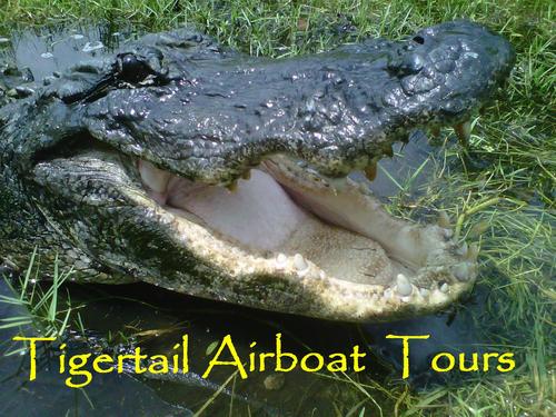 Tigertail_Tours's profile picture. At Tigertail's we specialize in  private airboat tours.Out of the Miccosukee Res. we visit authentic camps located on tree islands.