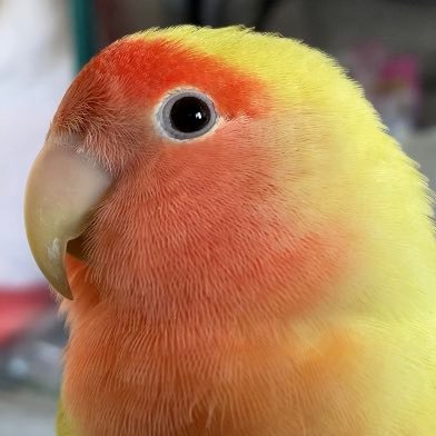 コザクラインコのうめちゃん🐥♀とセキセイインコのとらちゃん🐥を飼っています✨ セキセイインコのらむねちゃん(2022年9月18日 永眠🌈) インコちゃん大好きなんで皆さん宜しくお願いします。↙️YouTubeもやってるのでよかったら見てね🤗