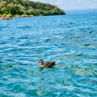 𝓛𝓸𝓾 (@helloratto) 's Twitter Profile