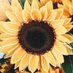 DiBS 🌻 (@ohdibaa) Twitter profile photo DiBS 🌻 (@ohdibaa) Twitter profile photo