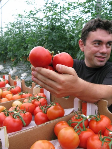 AntreasKiziris's profile picture. Greenhouse Manager