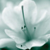 Linda MacDonald (@lindamac1) Twitter profile photo Linda MacDonald (@lindamac1) Twitter profile photo