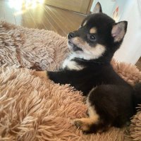 黒柴チョコプリン (@chocopurincess) 's Twitter Profile Photo 黒柴チョコプリン (@chocopurincess) 's Twitter Profile Photo