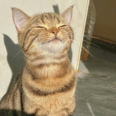 soxo_07's profile picture. 공칠이 재수생 언기사지