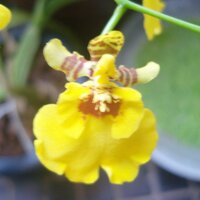 혜안 (@pspskim) 's Twitter Profile