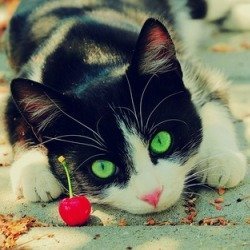 夫と猫《ポチ・チビタ・モカ》と青森暮らし♪ 人間椅子の檀家。🙏