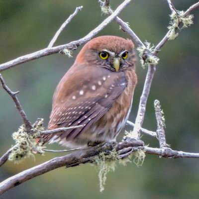 Observador de aves.