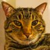 Chippie 🐾😹🎤🎶 (@chippie__1) Twitter profile photo Chippie 🐾😹🎤🎶 (@chippie__1) Twitter profile photo