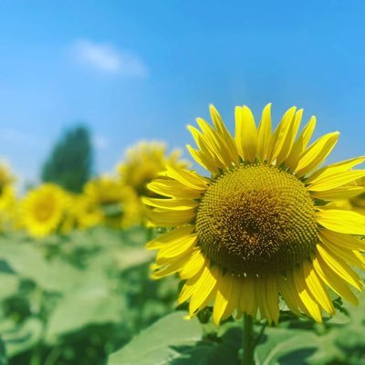 shiroT0328's profile picture. ミドサーです。愛する我が子のイヤイヤ期と戦闘中。中学教員。R6の4月復帰→R7の4月再び産休へ。無言フォローすみません。