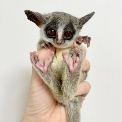 unite_hummer's profile picture. ポケモンユナイト　前垢→ @Hammer__Nao