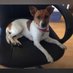 Madra beag (@dmcg888) Twitter profile photo Madra beag (@dmcg888) Twitter profile photo