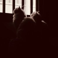 M A H A (@mahamaalsharif) 's Twitter Profile