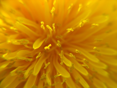 SmartFarmToday's profile picture. We're Team Levelset, a 2012 US Microsoft @ImagineCup Software Design competitor from Detroit building mobile information solutions for food insecurity.