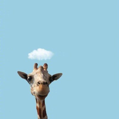 misfecarho91790's profile picture. 