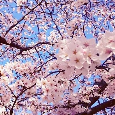 sakuragrace17's profile picture. 愛する主人と猫と、カピバラさんグッズに囲まれて、のんびり暮らしています。
最近はモフサンドもお気に入り。ふなっしーも好き(. ❛ ᴗ ❛.)💛