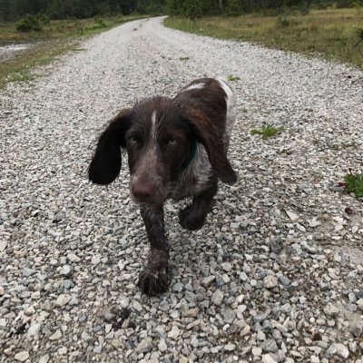 stockholmstiger's profile picture. 