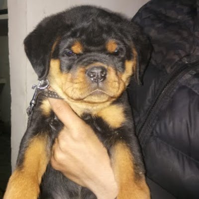 annazint's profile picture. Looking for sure buyer