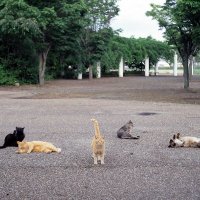 動物の保護/収容情報 (@syuyoujyoho1122) 's Twitter Profile Photo 動物の保護/収容情報 (@syuyoujyoho1122) 's Twitter Profile Photo