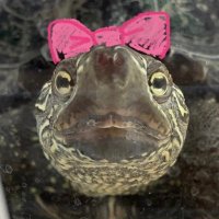 デジタルかめランド (@dkl_jp) 's Twitter Profile
