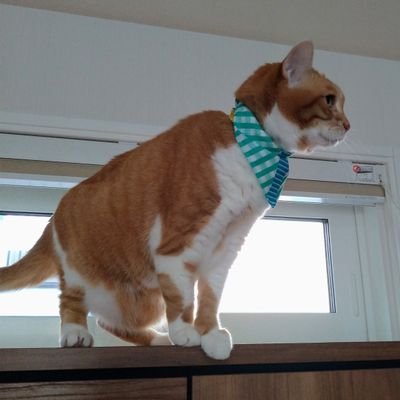 DkM0XqlRnt28czu's profile picture. 無言フォロー失礼します/ 生まれ変わったら🐈️になりたいさにわできくうし(ランクさぎ)/ だいぶ昔に成人済の超雑食/兄弟沼