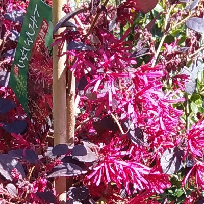 植木の生産地、愛知県稲沢市にある矢合観音参道にて色々な苗木や果樹苗をメインに揃える園芸店をしています。
　フォロー、リツイート歓迎です。不慣れな為、失礼有りましたらすいません。