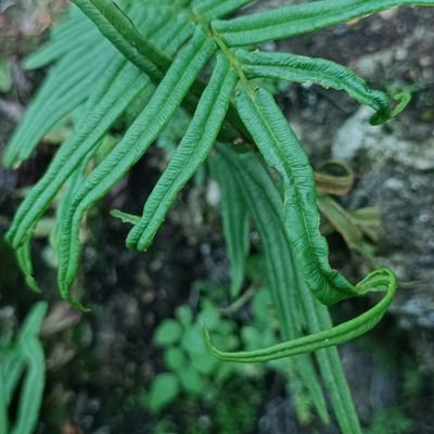 ViZdj1's profile picture. 