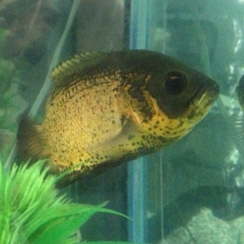 KiubolesKe's profile picture. 