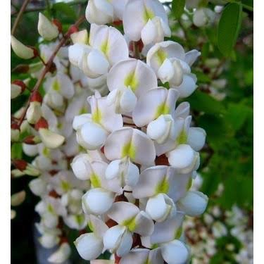 aykutbey3406's profile picture. Şafak emareleri belirmişti her yerde...