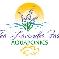Sea Lavender Farm