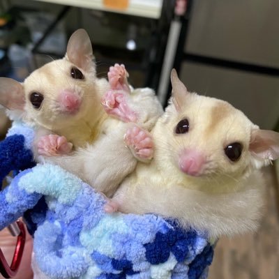 当店ではエキゾチックアニマル自家繁殖(生体)の販売をしています♪当店にいる子や,販売する子達を載せていきます。ご連絡はHPからのお問い合わせ、お電話下さい。第一種動物取扱業→動尾第1186号動尾第1589号動尾第1590号https://t.co/XzTJOWkipd