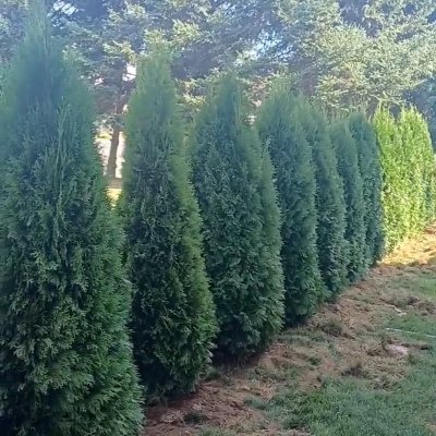 CTTREESALES's profile picture. CT TREE SALES is the premier seller of Beautiful privacy trees, serving CT/MA/Ri call 860-313-9085