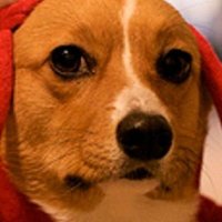 soraya (@sorayxt) 's Twitter Profile