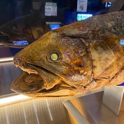 ajiyu404's profile picture. M1/日近文