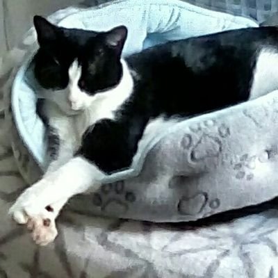 tuxedocatz11 Profile Picture