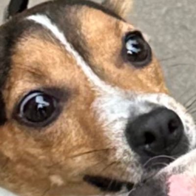 thechiggyboy's profile picture. 