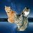 ねこあつめフリーク🐱🐸🦋のTwitterプロフィール画像