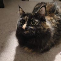 @Lunar_cat_cat 🏳️🌈 Take2 (@lunarcatca30899) 's Twitter Profile
