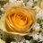 Saadedi74684727's profile image