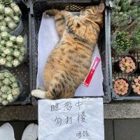 🐾 (@chrislee_carp) 's Twitter Profile