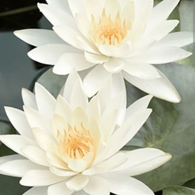 489236951ng's profile picture. 