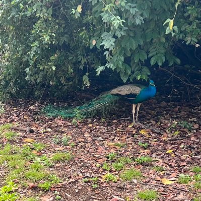 lkuimwai_lucy's profile picture. 